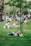 A group of friends enjoying a sunny day at the park, tossing a frisbee.