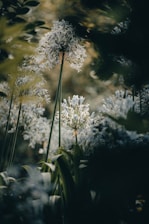 a bunch of flowers that are in the grass