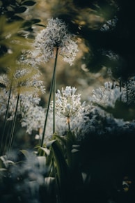 a bunch of flowers that are in the grass