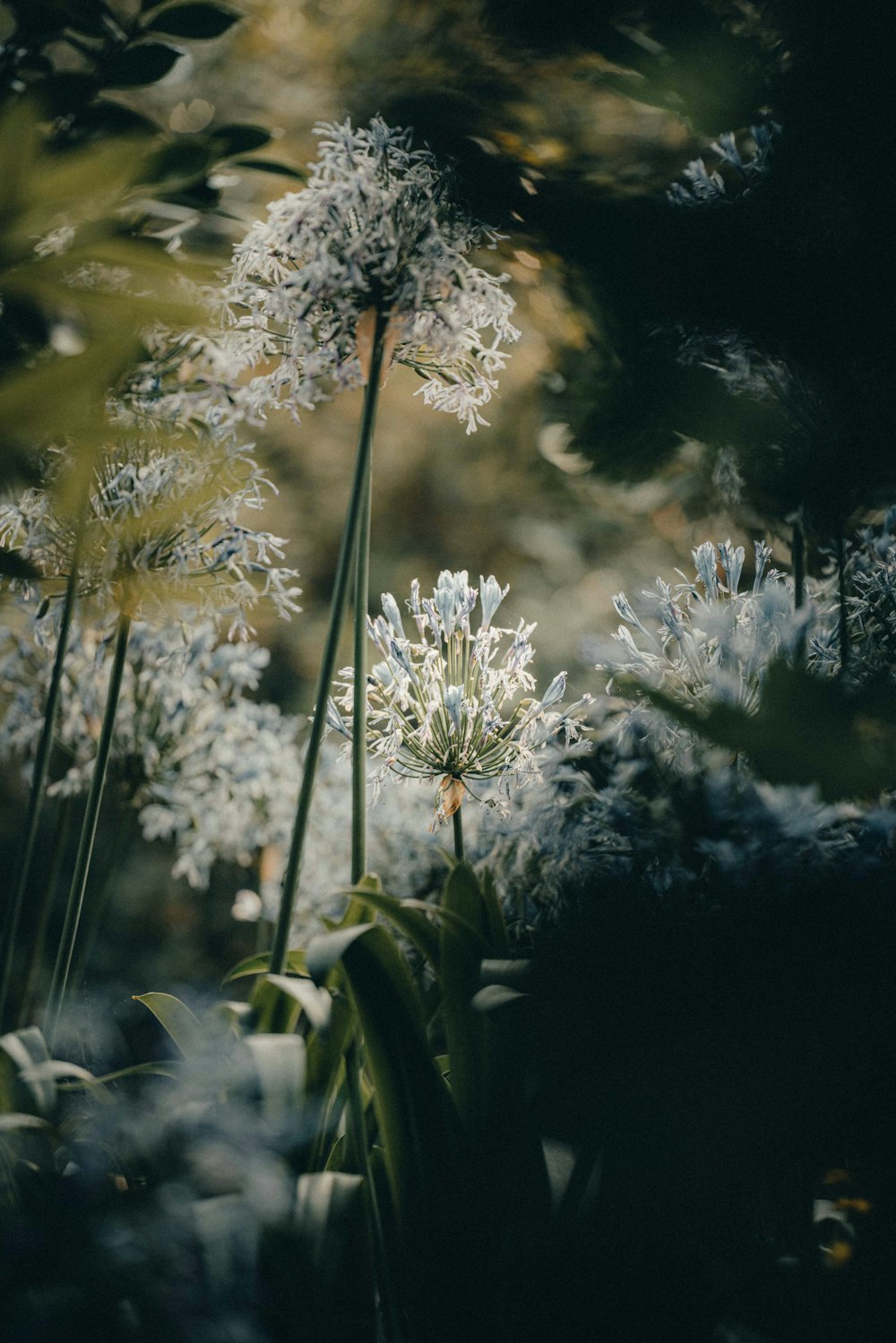 a bunch of flowers that are in the grass