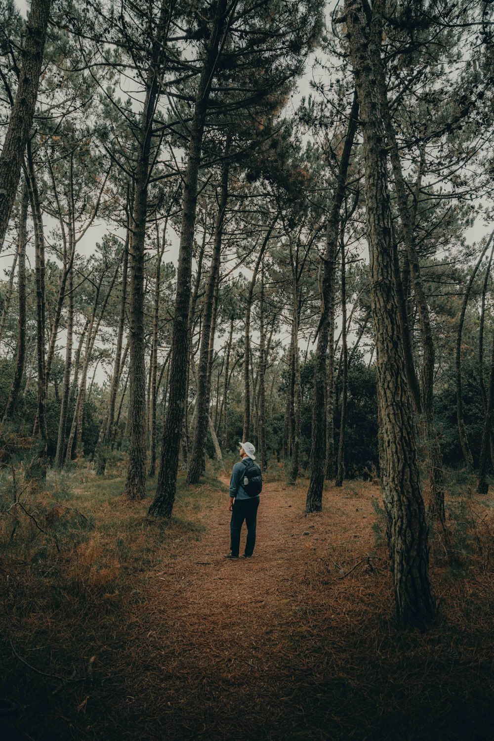 a person standing in the middle of a forest