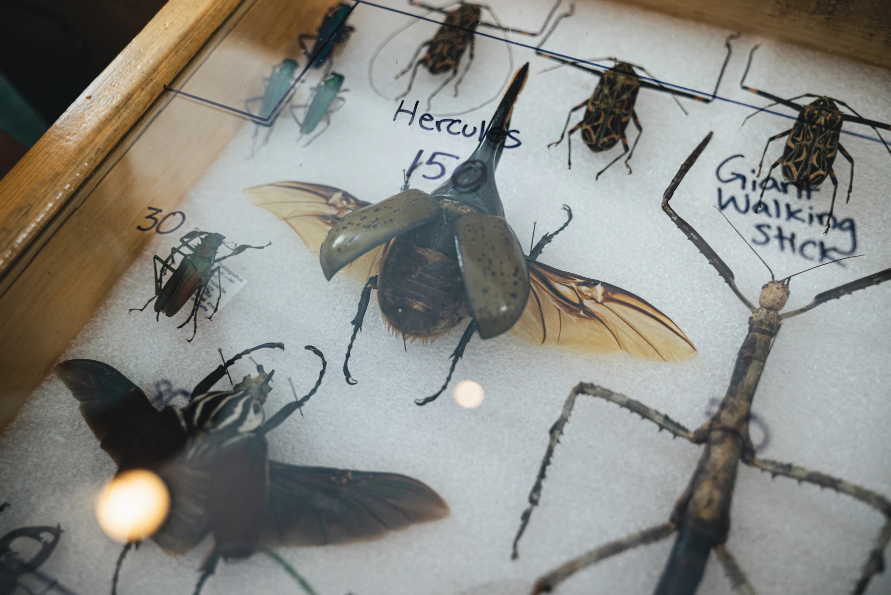 A foam-lined wooden box holding a large pinned beetle and a walking stick, with names handwritten beside them