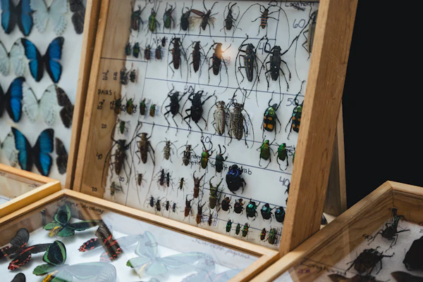 insect collecting