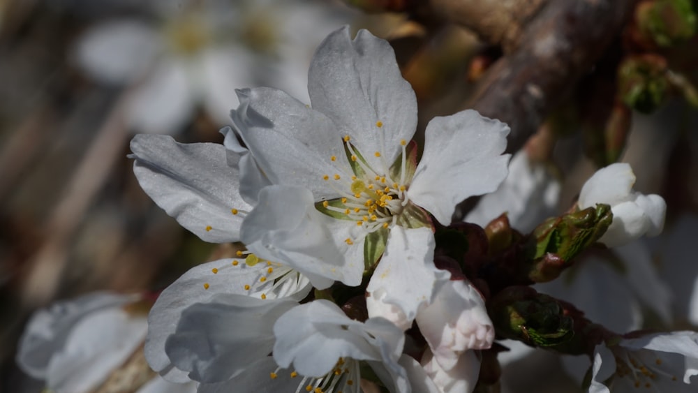 a close up of a flower on a tree branch