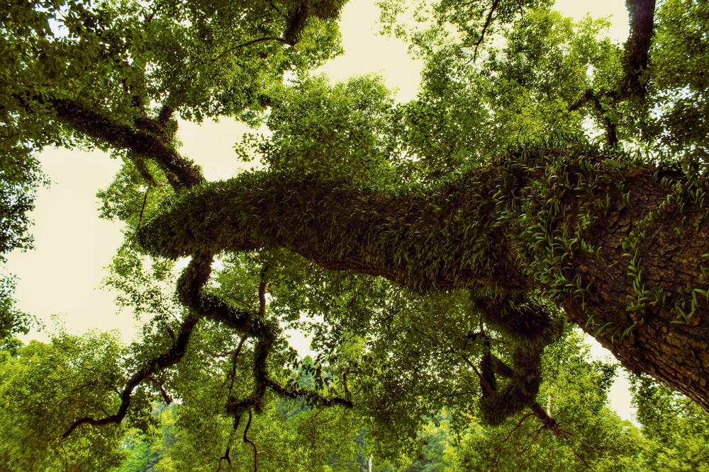 a very tall tree with lots of green leaves