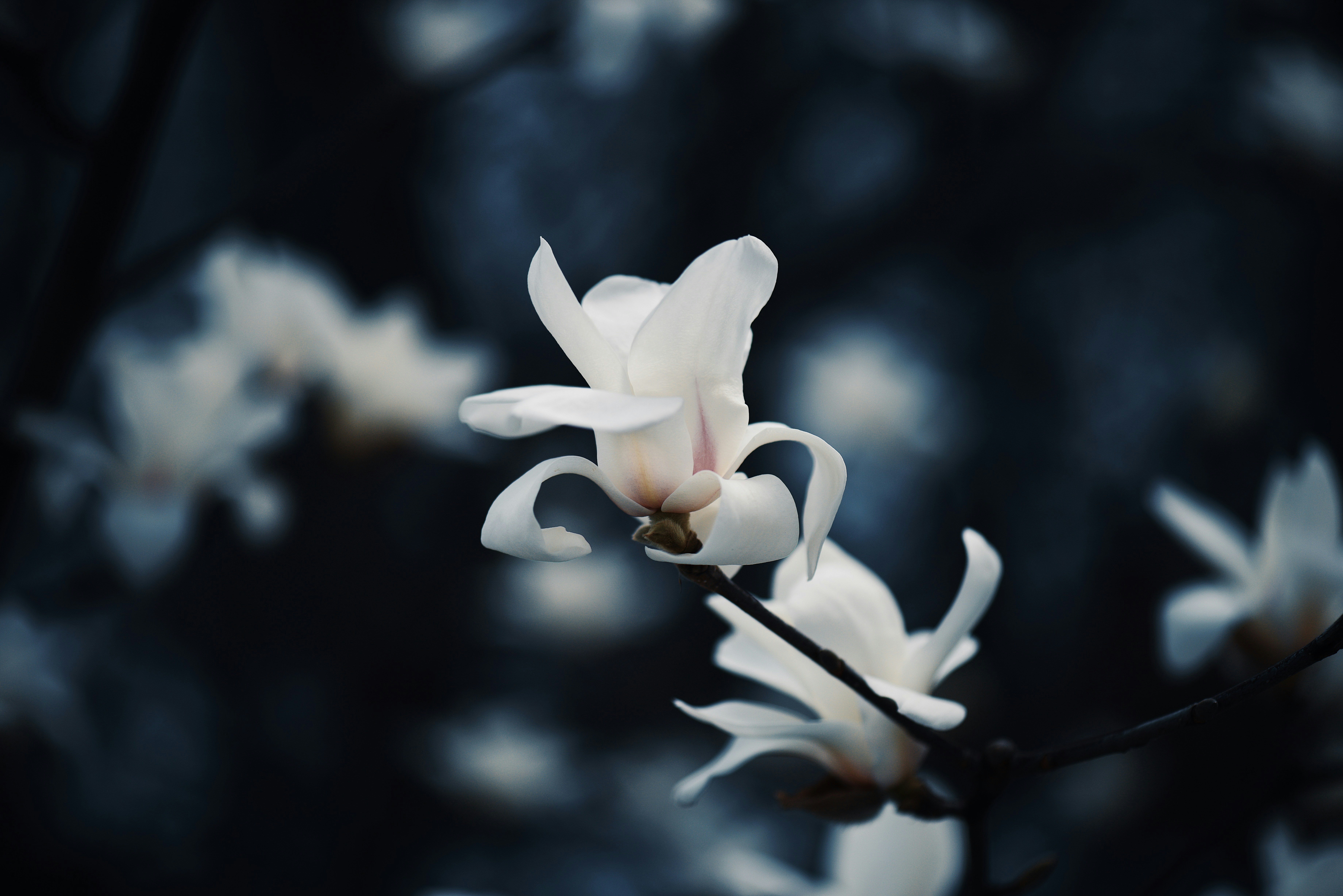 a close up of a white flower on a tree