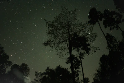 Silhouetted kelp forests swaying silently beneath a starless night sky.