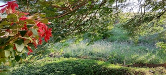 A lush green garden with neat shrubs and vibrant flowers under soft natural light.