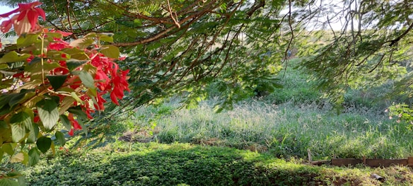 A lush green garden with various shades of green foliage, including thick grass and overhanging branches. Bright red flowers with broad green leaves add a vibrant contrast. The sunlight filters through the leaves, casting gentle shadows.