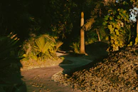 Walkway path surrounded by vibrant native plants and flowers at Villa Tayra during golden hour.