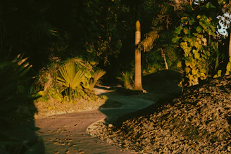 Walkway path surrounded by vibrant native plants and flowers at Villa Tayra during golden hour.