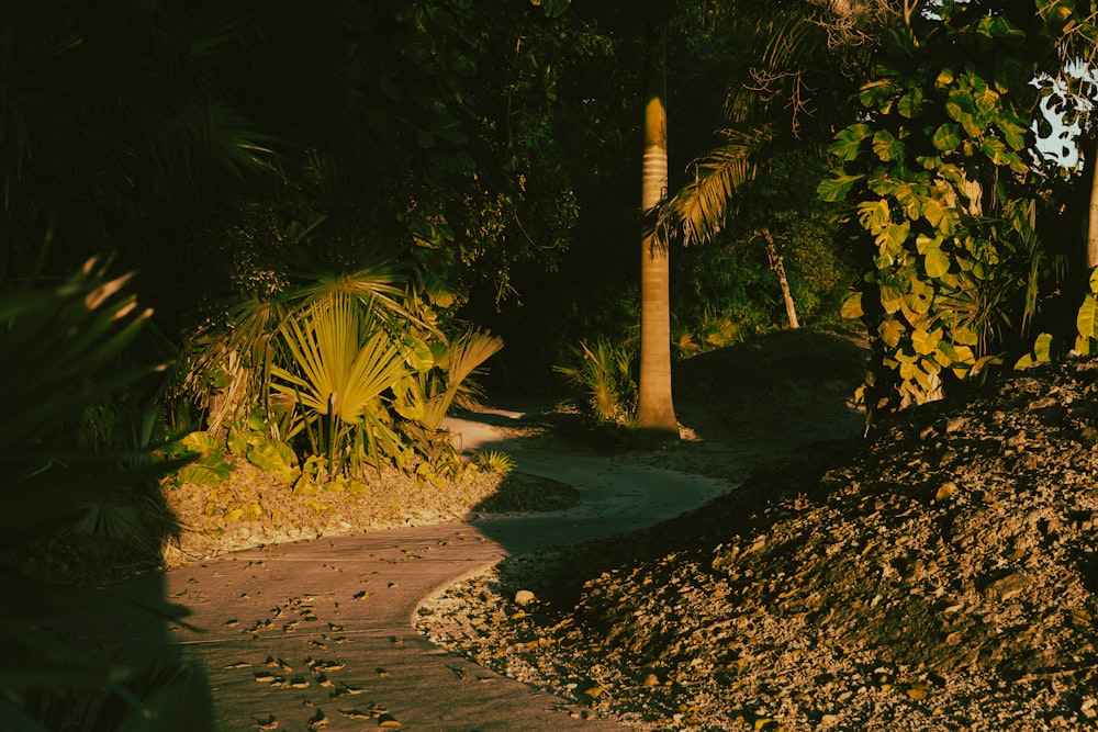 a dirt road surrounded by trees and rocks