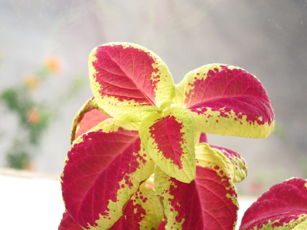 Before and after photos highlighting the gentle yet vibrant effect of plant-based coloring.