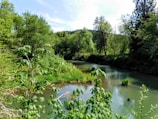 A tranquil river flowing through a dense forest landscape.