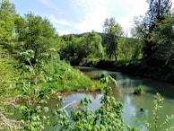 A peaceful river flowing through a lush forest.