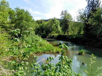 A peaceful river flowing through a forested area managed with sustainable forestry practices.