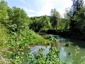 A tranquil river flowing through a lush green forest.