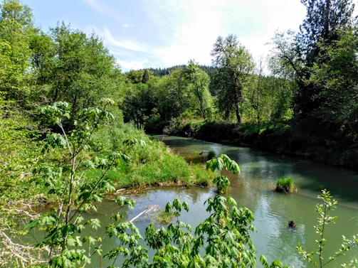 A peaceful river flowing through a forested area managed with sustainable forestry practices.
