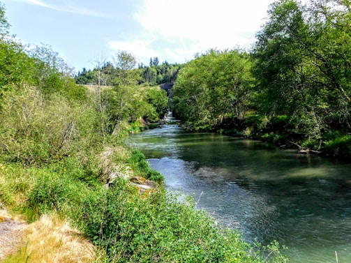 A serene river winding gently through lush green trees under a soft morning light.