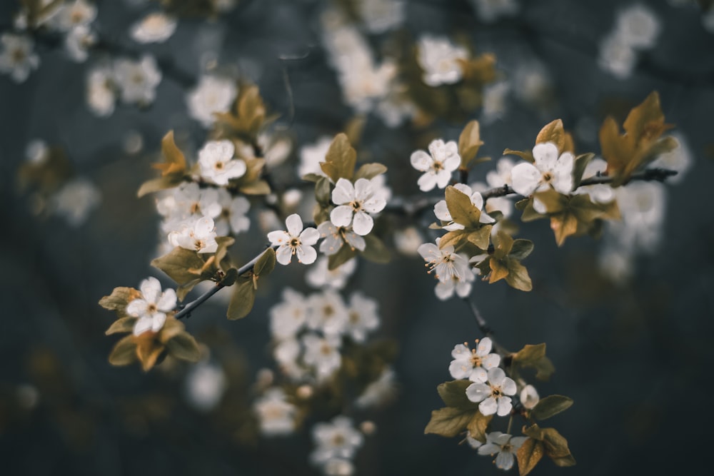 a close up of a branch with white flowers