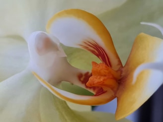 A close-up of an orchid flower displaying intricate details of its petals and inner structures. The petals are primarily light yellow with hints of orange and white, showcasing a smooth texture. The central part features a vivid orange hue with red streaks, adding contrast against the softer colors surrounding it.
