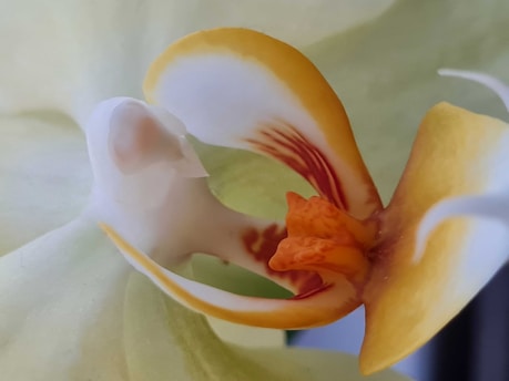 A close-up of an orchid flower displaying intricate details of its petals and inner structures. The petals are primarily light yellow with hints of orange and white, showcasing a smooth texture. The central part features a vivid orange hue with red streaks, adding contrast against the softer colors surrounding it.