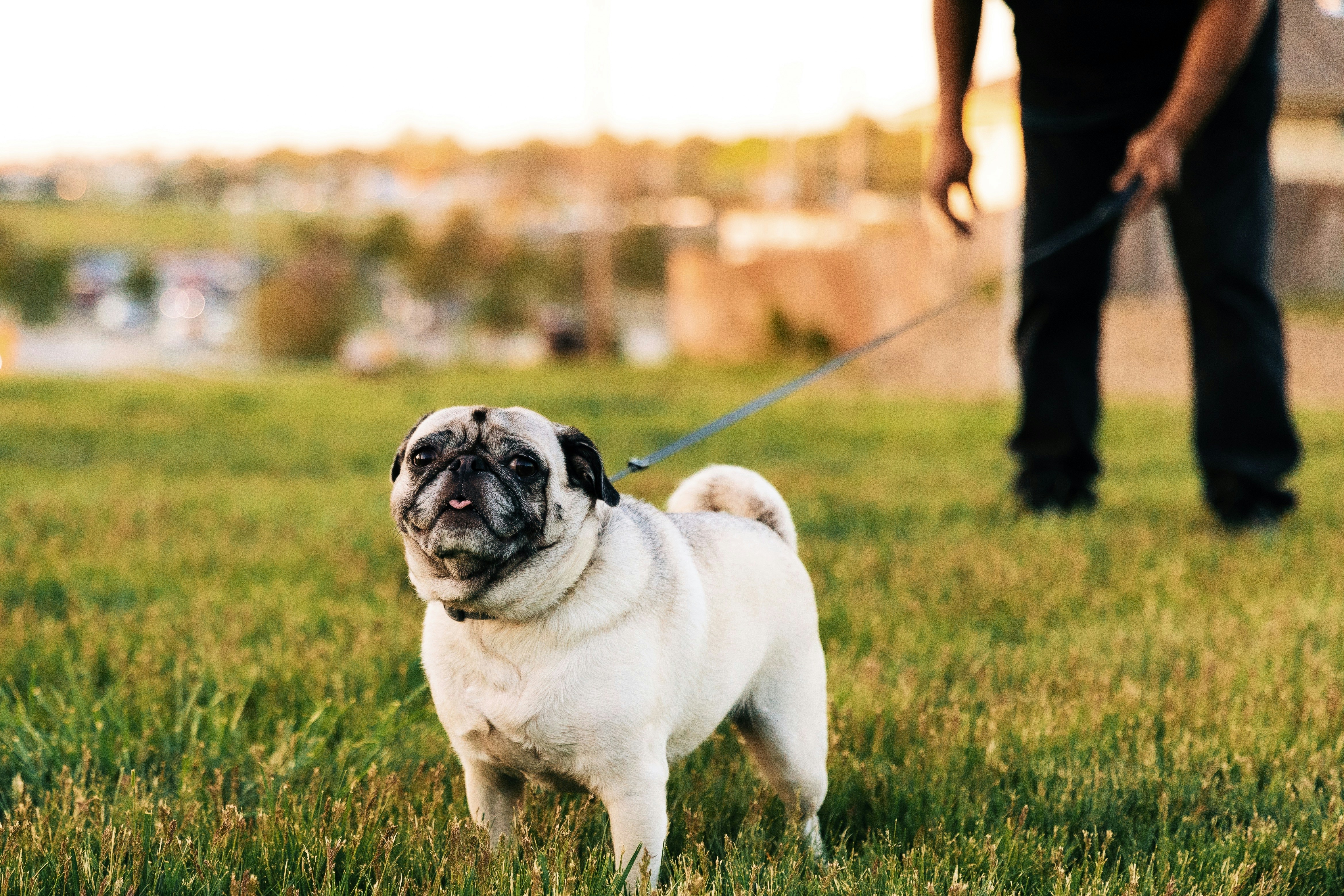 a small pug standing on top of a lush green field