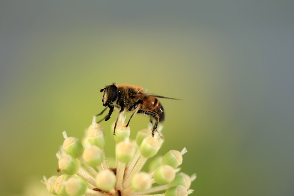 a close up of a bee on a flower