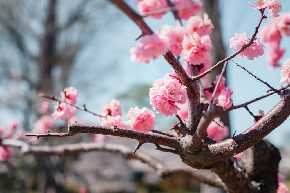 a close up of a tree with pink flowers