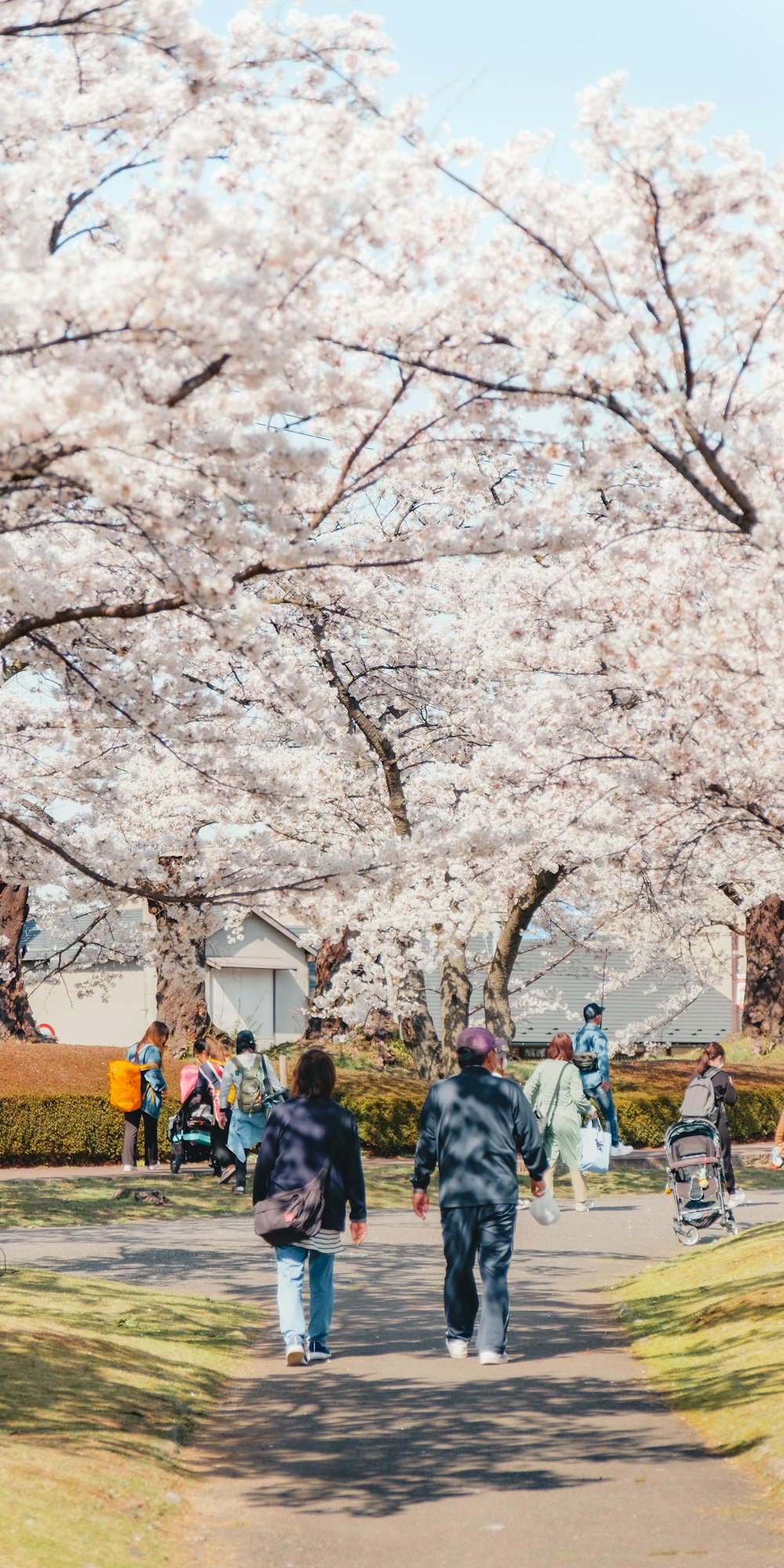 a group of people walking down a path under cherry blossom trees