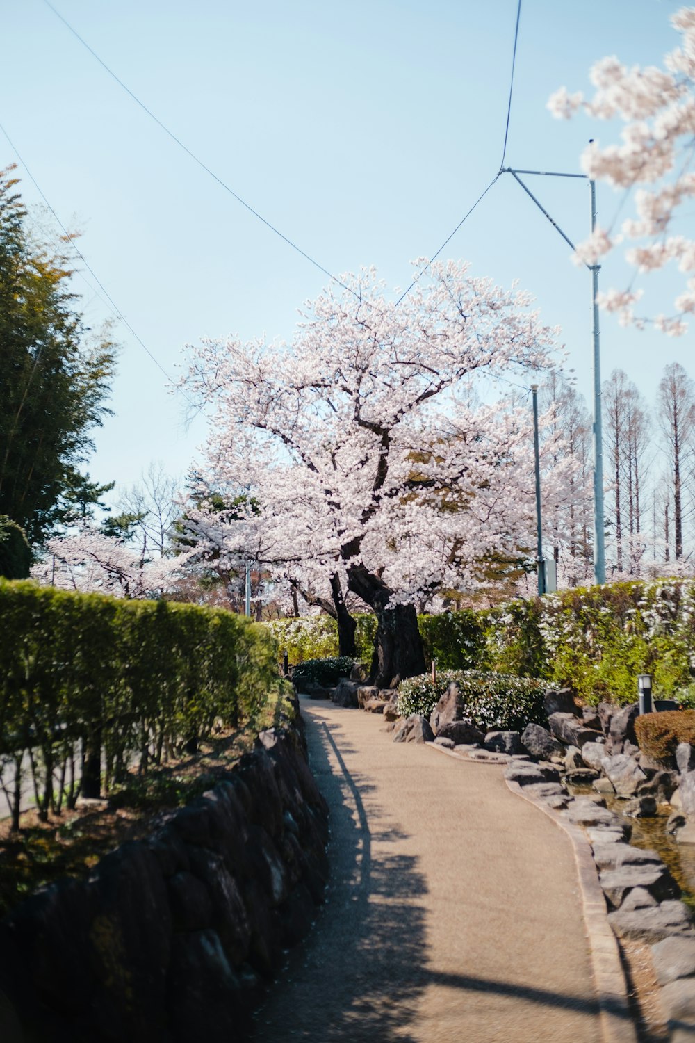 a tree with white flowers in a park