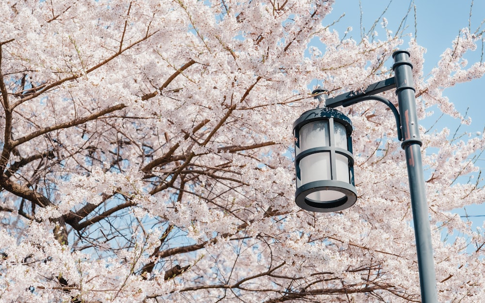 a street light next to a flowering tree