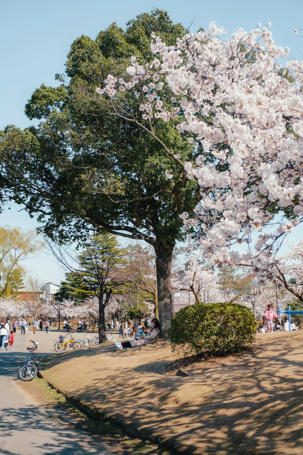 a group of people sitting under a tree in a park