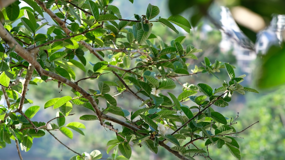 a tree branch with green leaves in the foreground