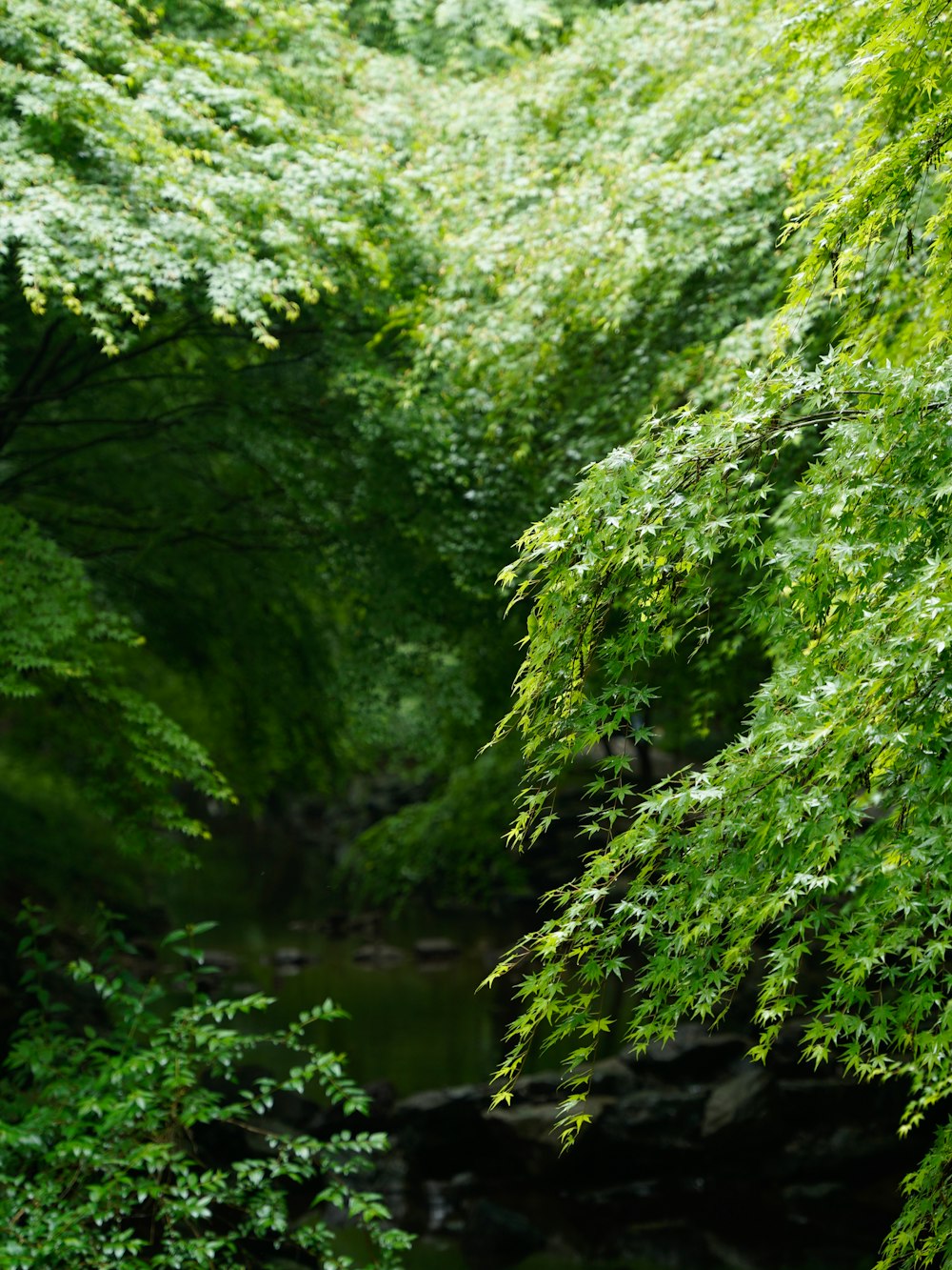 a stream running through a lush green forest