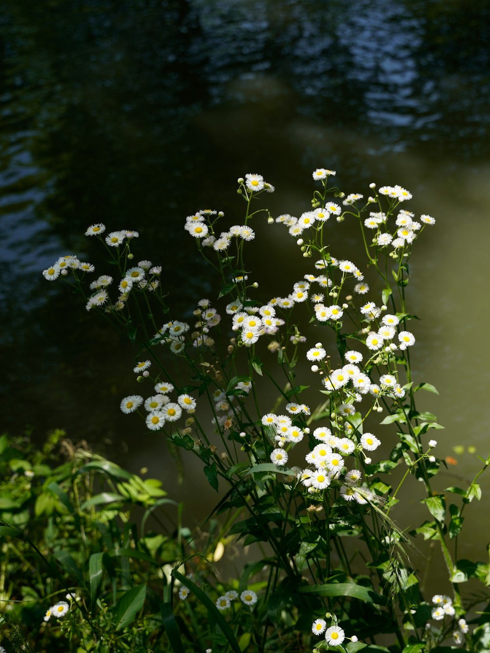a bunch of white daisies in front of a body of water