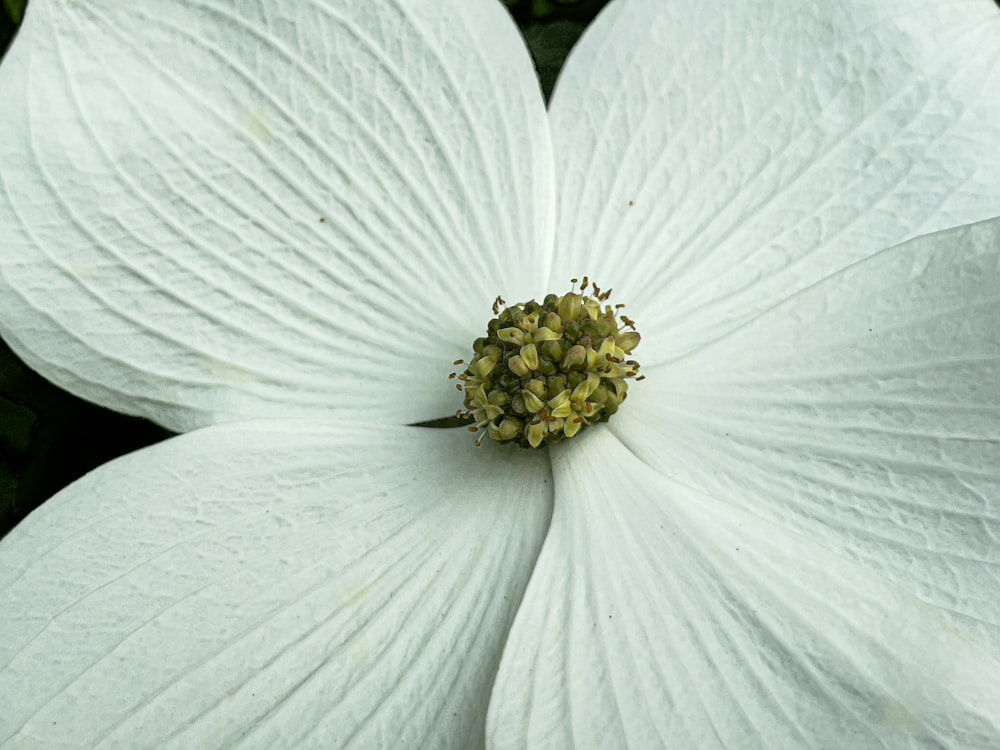 a close up of a large white flower