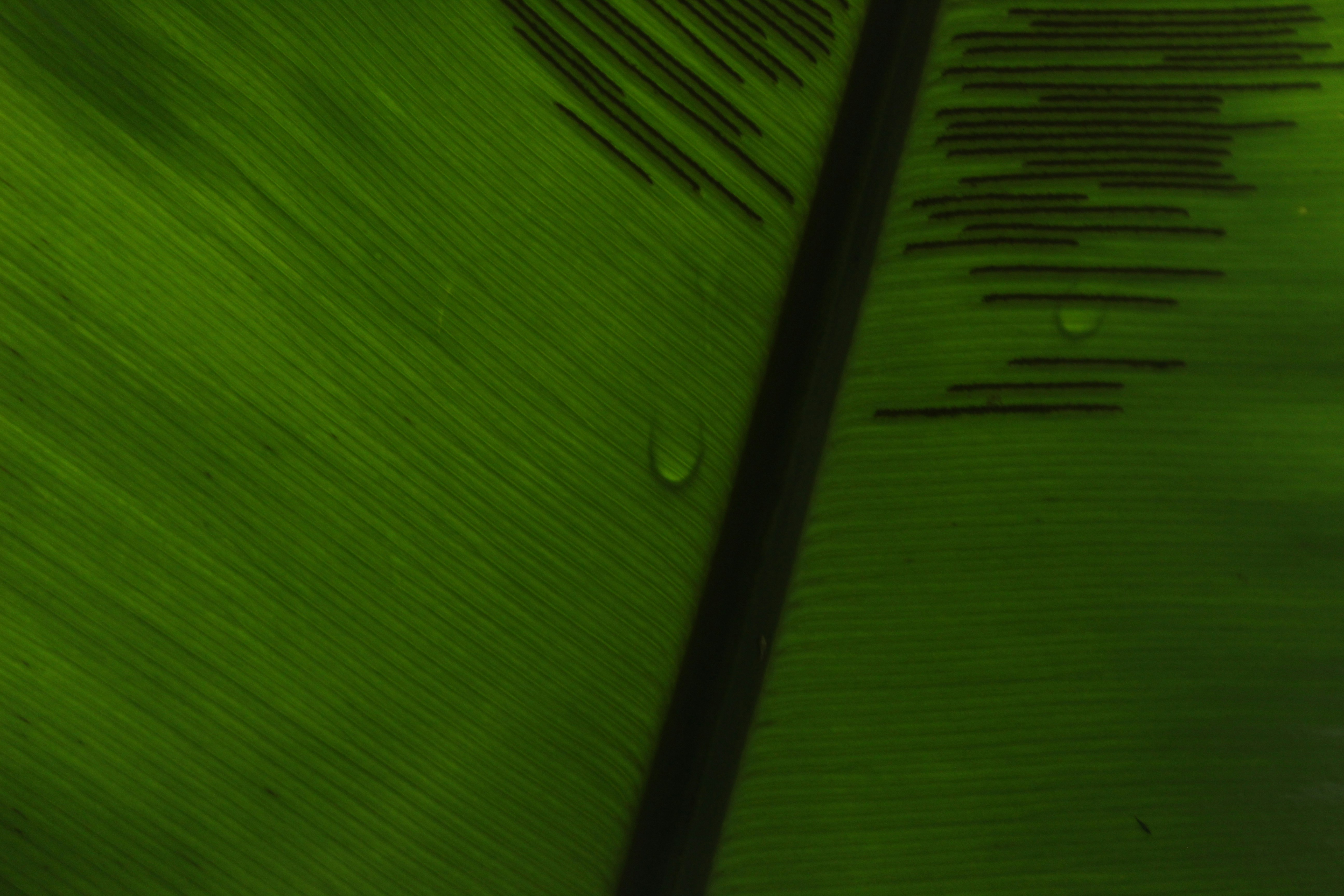 a close up view of a green leaf