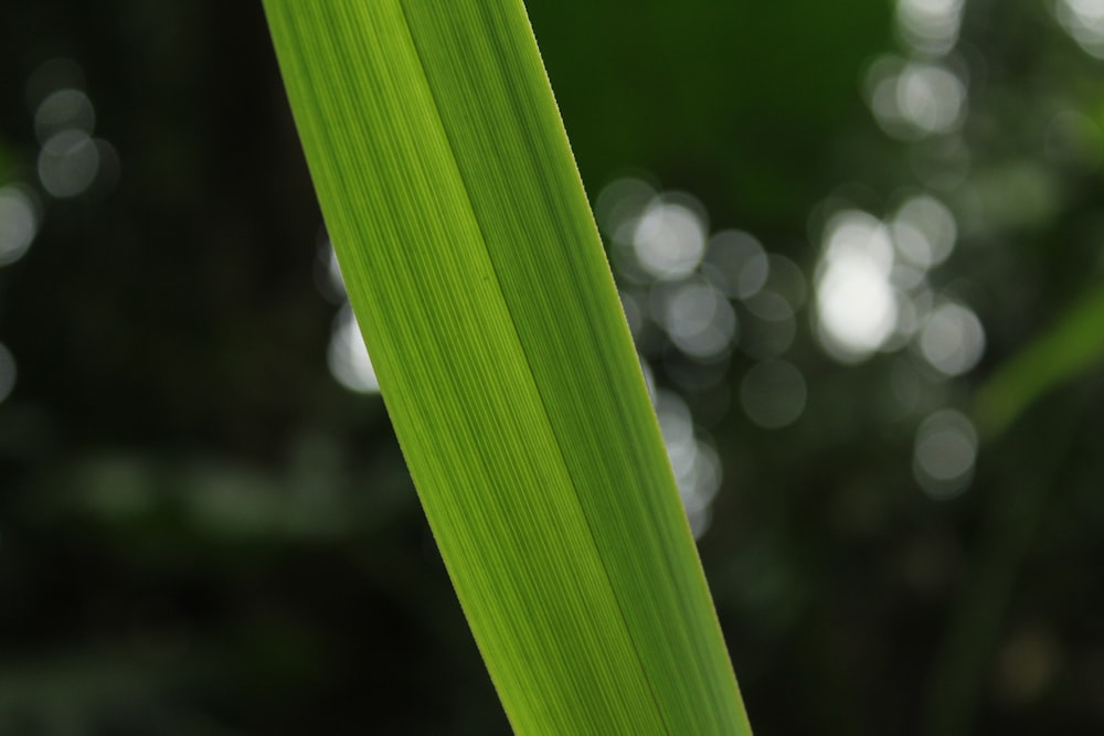 Un primer plano de una hoja verde con un fondo borroso