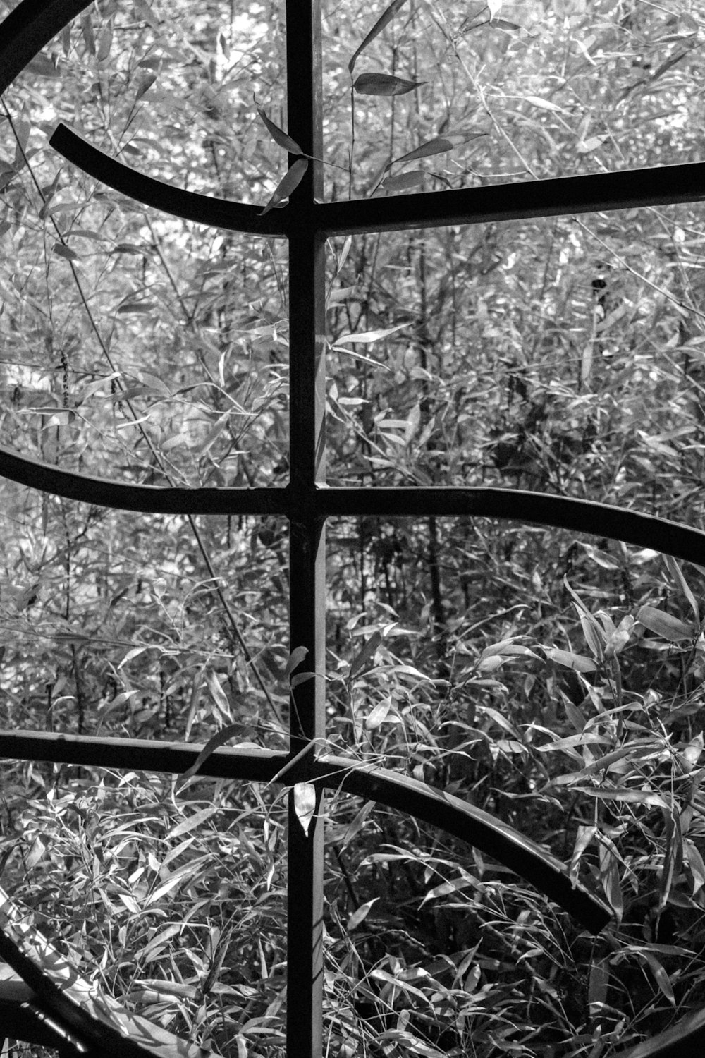 a black and white photo of a fence in the woods