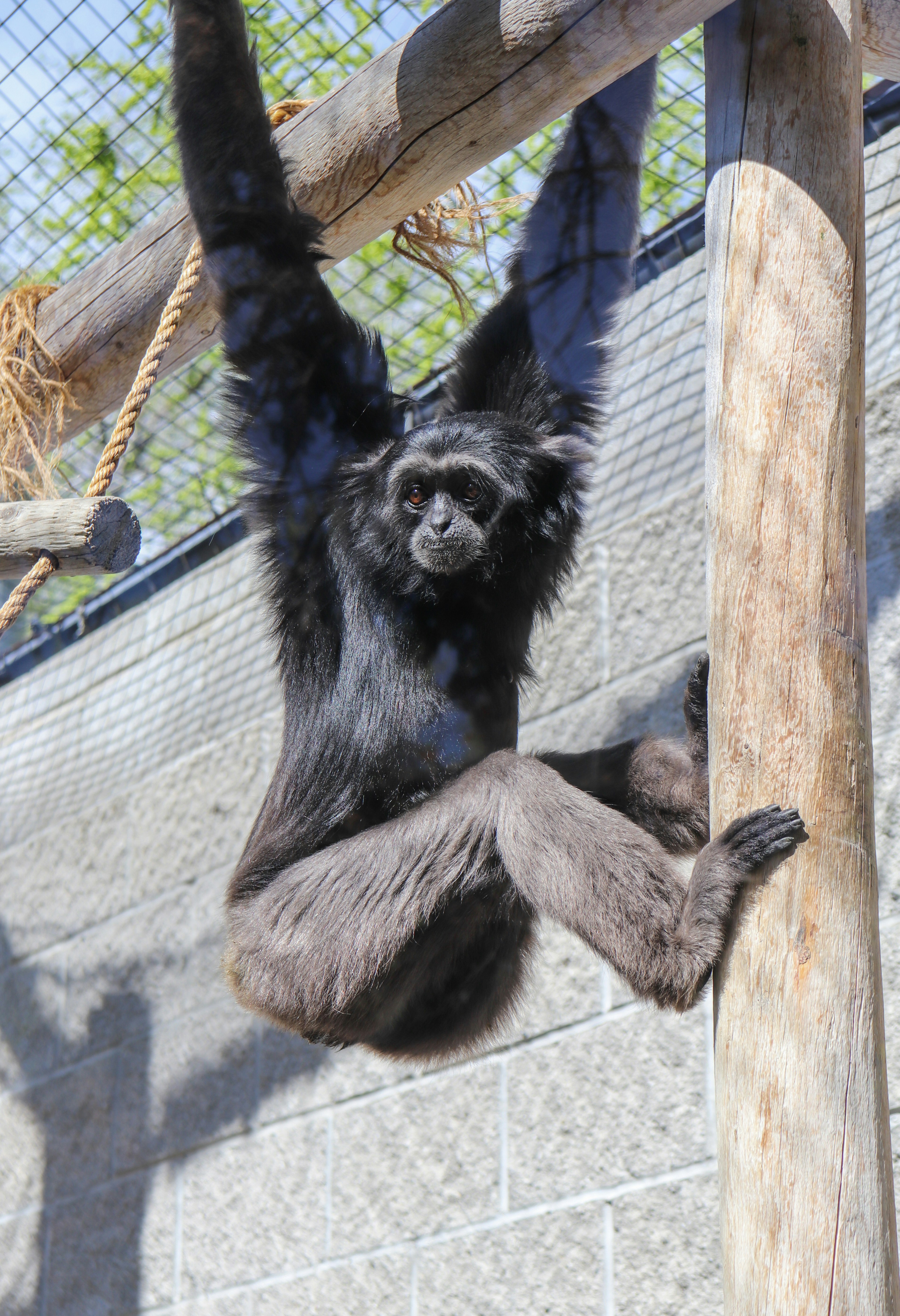 A primate with black fur is hanging from wooden structures inside an enclosure, gripping onto the wooden poles and ropes. The background shows a gray stone wall and metal mesh, likely indicating a zoo habitat.