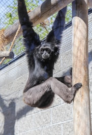 A primate with black fur is hanging from wooden structures inside an enclosure, gripping onto the wooden poles and ropes. The background shows a gray stone wall and metal mesh, likely indicating a zoo habitat.