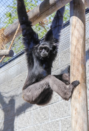 A primate with black fur is hanging from wooden structures inside an enclosure, gripping onto the wooden poles and ropes. The background shows a gray stone wall and metal mesh, likely indicating a zoo habitat.