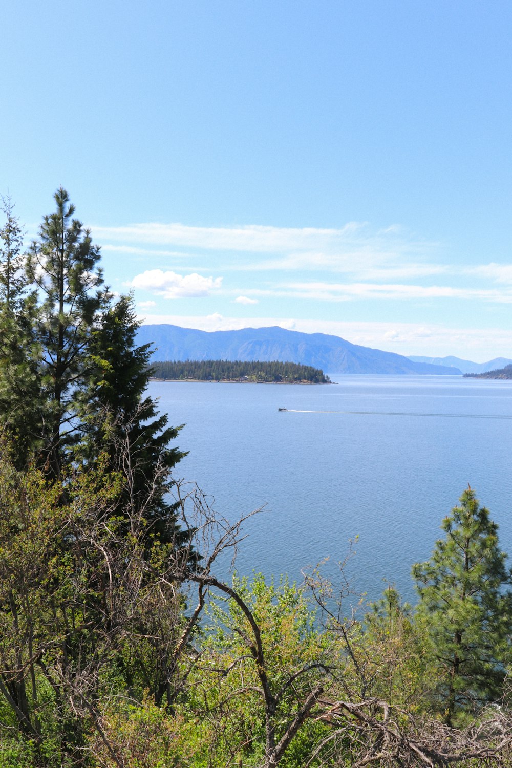 a large body of water surrounded by trees