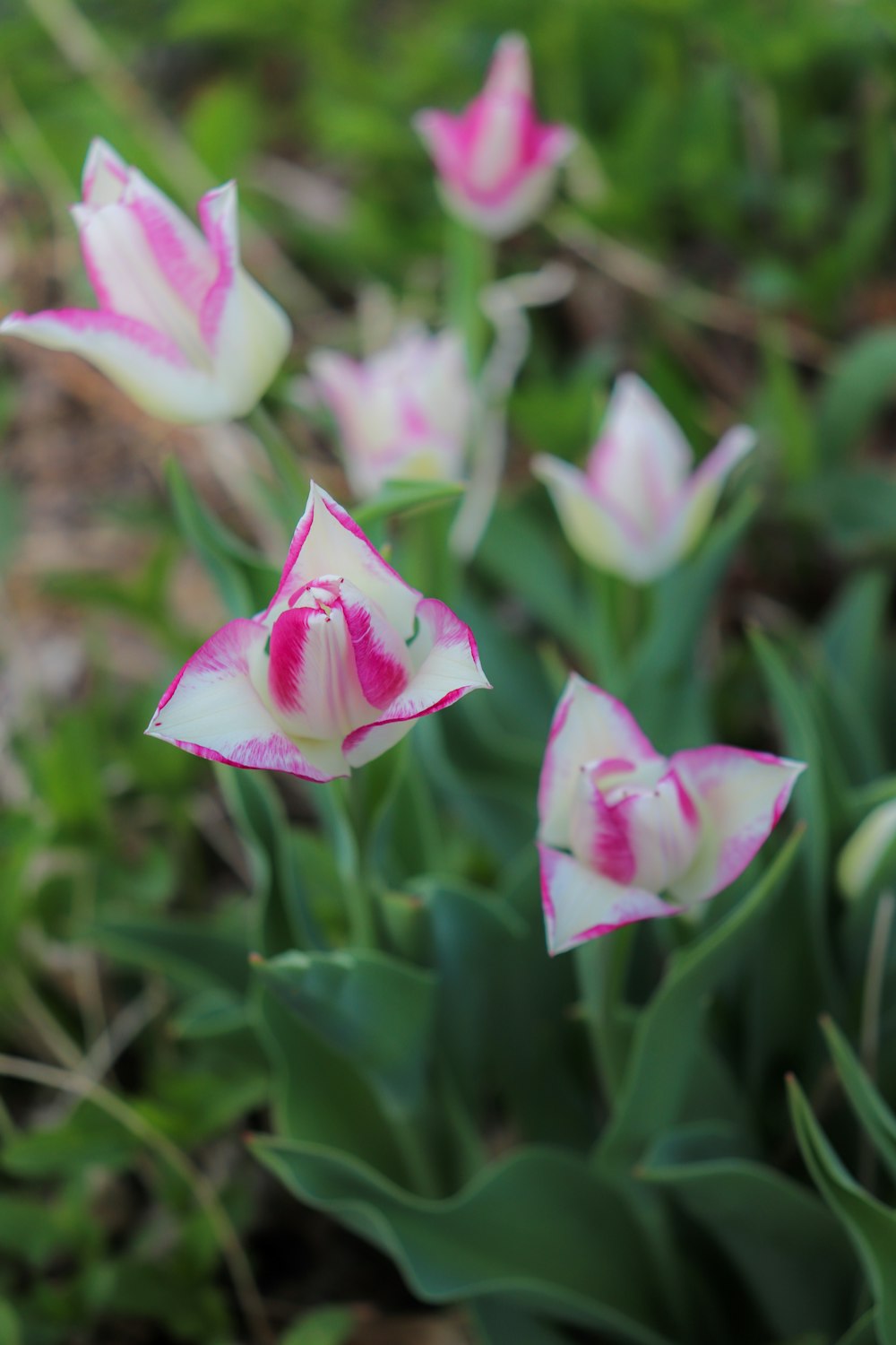 a group of pink and white flowers in a field