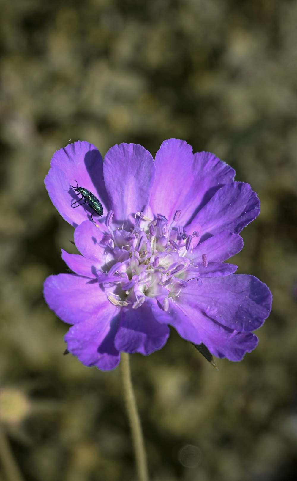 a purple flower with a bug on it