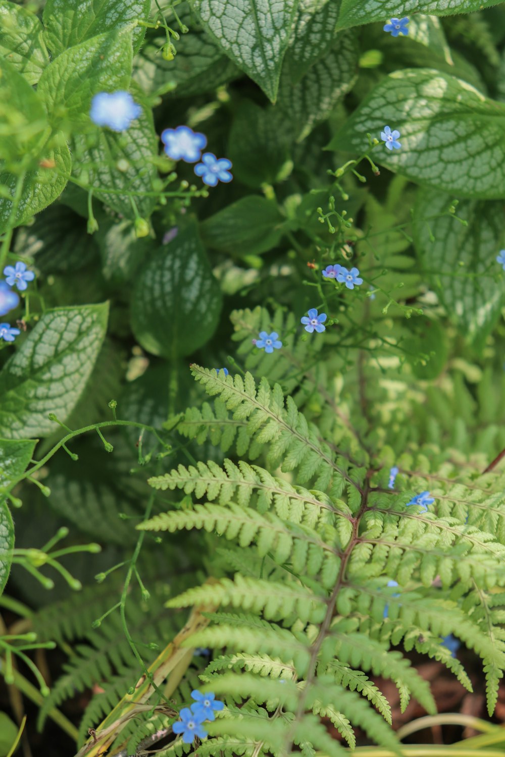 a close up of a plant with blue flowers