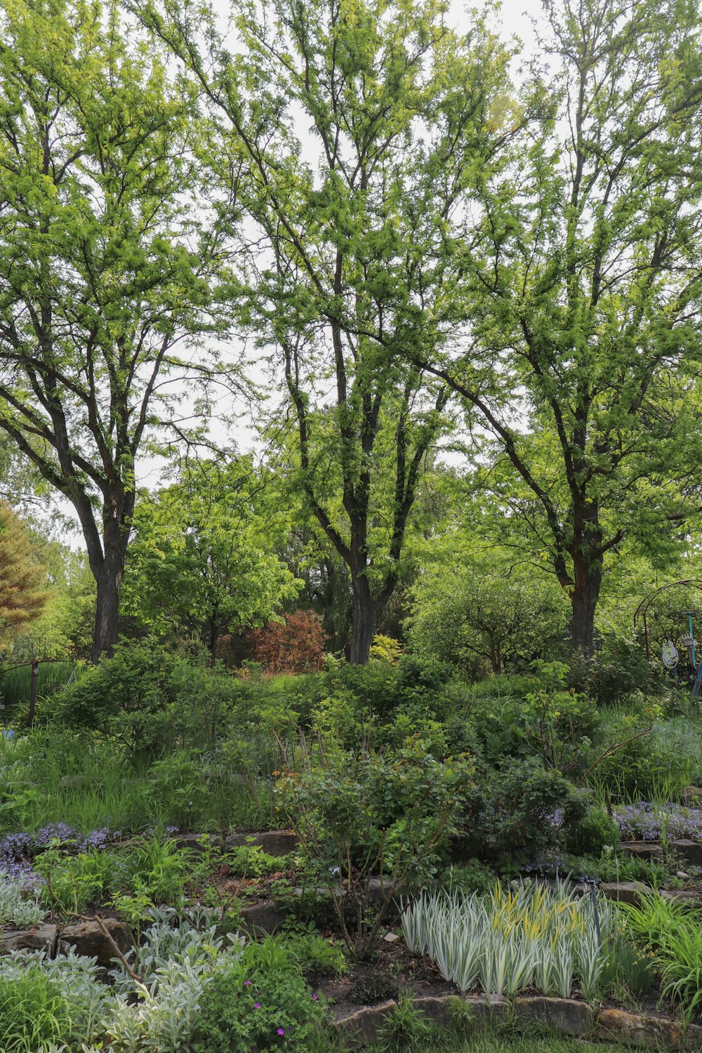 a lush green forest filled with lots of trees