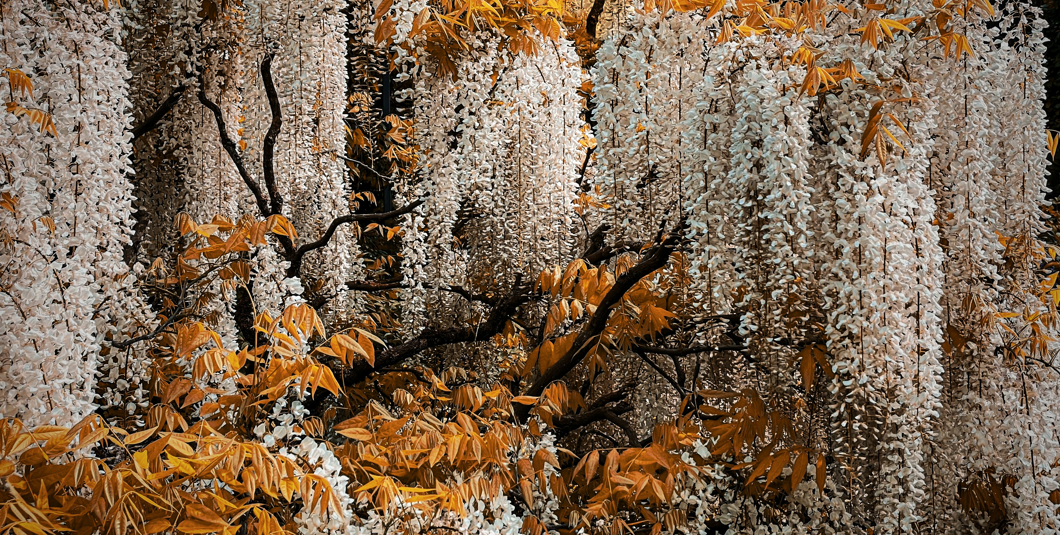 Nature landscape wallpaper, Forest trees wallpaper, Beach sunset wallpaper, Mountain range wallpaper, ilustrasi artikel Say 