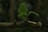 A small, fuzzy green sprout is growing out of the end of a brown tree branch. The background is blurred, giving focus to the vibrant new leaves emerging from the twig.